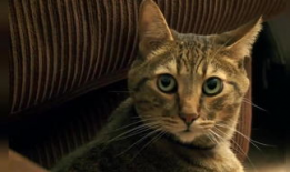 猫咪在线视频,猫咪在线视频盘点