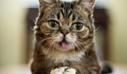 猫咪在线视频,猫咪在线视频盘点